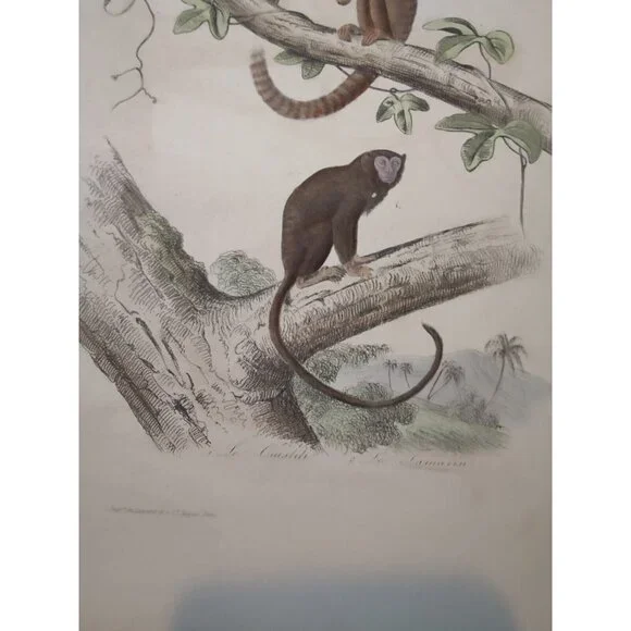Antique Buffon Engraving Hand Colored 2 Monkeys 'Le Ouititi Le Tamarin' 10x7" - Picture 5 of 10